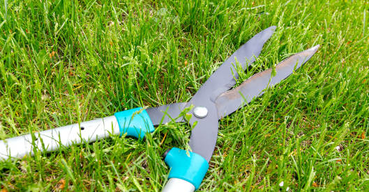 Eine Heckenschere mit weißen Griffen und türkisfarbenen Akzenten liegt geöffnet auf einem saftig grünen Rasen. Die Klingen sind leicht rostig und zeigen Gebrauchsspuren