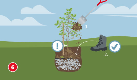 Eine schematische Darstellung zeigt eine frisch gepflanzte Buche, deren Pflanzloch mit Erde aufgefüllt wird. Ein Spaten füllt lockere Erde ein, ein Schuh drückt die Erde vorsichtig an. Ein Ausrufezeichensymbol warnt vor dem Bedecken der Veredelungsstelle. Unten links ist ein roter Kreis mit einer weißen 6