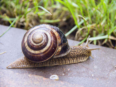 Eine Weinbergschnecke mit braun-weißem Gehäuse kriecht über eine Steinplatte am Rand einer Wiese. Im Hintergrund sind grüne Grashalme zu sehen