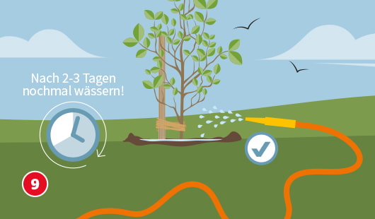 Eine schematische Darstellung zeigt eine frisch gepflanzte Buche mit Gießrand, die mit einem Gartenschlauch eingeschlämmt wird. Ein Häkchensymbol markiert das gezielte Bewässern, ein Uhrensymbol mit Hinweis „Nach 2–3 Tagen nochmal wässern!“ verdeutlicht die notwendige Nachsorge. Unten links ist ein roter Kreis mit einer weißen 9