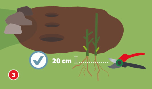 Eine schematische Darstellung zeigt zwei wurzelnackte Rosenstöcke vor einem Pflanzloch. Die Wurzeln und Triebe wurden bereits zurückgeschnitten, eine Gartenschere liegt daneben. Ein Symbol mit Häkchen und eine Maßangabe von 20 cm deuten auf die empfohlene Länge der Triebe hin. Links oben liegt ein kleiner Steinhaufen. Unten links ist ein roter Kreis mit einer weißen 3