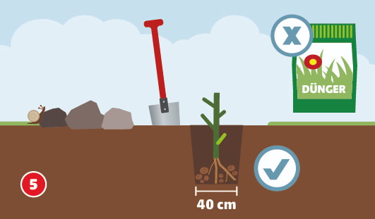 Eine schematische Darstellung zeigt das richtige Anlegen eines Pflanzlochs für eine Rose. Die Rose wurde mittig in das etwa 40 cm breite Loch gesetzt, umgeben von aufgelockerter Erde ohne zusätzlichen Dünger. Eine rote Schaufel steht daneben, links sind Steine und eine Schnecke abgebildet. Rechts oben ist ein Düngerbeutel mit einem X zu sehen, darunterein Häkchen für die korrekte Pflanzweise. Unten links ist ein roter Kreis mit einer weißen 5