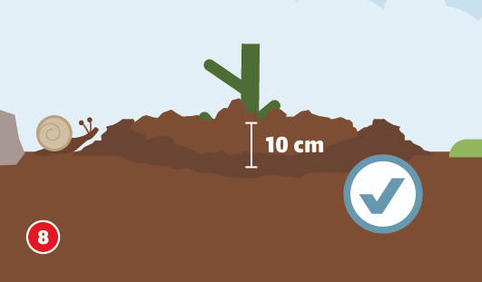 Eine schematische Darstellung zeigt eine frisch gepflanzte Rose, bei der rund um die Triebe ein 10 cm hoher Erdwall angehäuft wurde. Rechts daneben befindet sich ein Symbol mit einem Häkchen zur Bestätigung der richtigen Maßnahme. Links ist eine Schnecke auf einem Erdhügel zu sehen. Unten links ist ein roter Kreis mit einer weißen 8