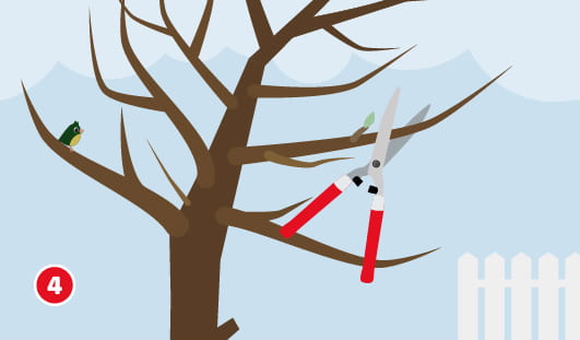 Eine schematische Darstellung zeigt einen Obstbaum, an dem ein stärkerer Ast mit einer Astschere zurückgeschnitten wird. Der Verjüngungsschnitt sorgt für neues Wachstum aus jüngeren, vitalen Trieben. Ein kleiner Vogel sitzt auf einem benachbarten Ast. Unten links ist ein roter Kreis mit einer weißen 4