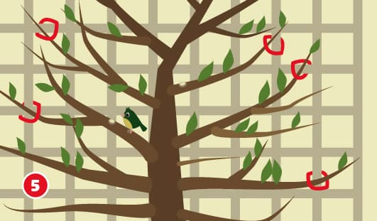 Eine schematische Darstellung zeigt einen unbelaubten Obstbaum, dessen Äste an einem Spaliergerüst hochgebunden sind. Mehrere rote Markierungen zeigen die vorgesehenen Schnittstellen zur gezielten Formschnittkorrektur und Wuchserziehung. Ein kleiner Vogel sitzt auf einem Ast in der Nähe des Baumstamms. Unten links ist ein roter Kreis mit einer weißen 5