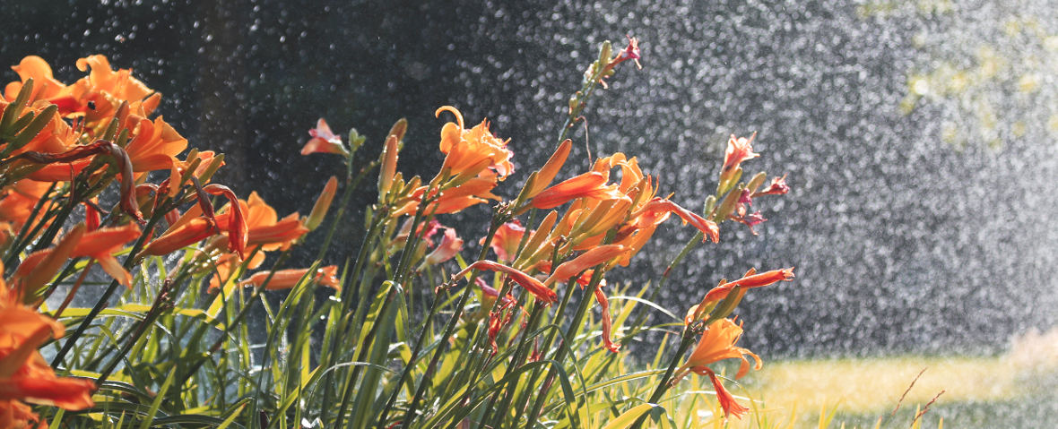 Orangefarbene Lilien in einem Blumenbeet, ein feiner Wassernebel verteilt gleichmäßig Wasser über die Pflanzen