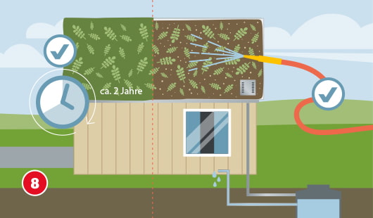Eine schematische Darstellung zeigt ein Gartenhaus mit zwei Entwicklungsstadien der Dachbegrünung: rechts wird das frisch bepflanzte Dach mit einem Gartenschlauch bewässert, links ist das vollständig eingewachsene Gründach nach ca. 2 Jahren dargestellt. Zwei Häkchen-Symbole und ein Uhrensymbol markieren die korrekte Bewässerung und den natürlichen Zeitverlauf. Unten links ist ein roter Kreis mit einer weißen 8