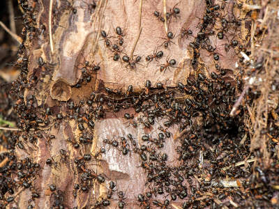 Zahlreiche schwarze Ameisen krabbeln über die Oberfläche eines zersetzten Baumstamms