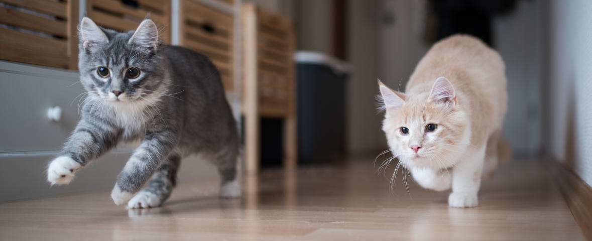 Zwei Jungkatzen, eine grau-weiße und eine cremefarbene, laufen nebeneinander auf einem Holzboden in einem Innenraum.