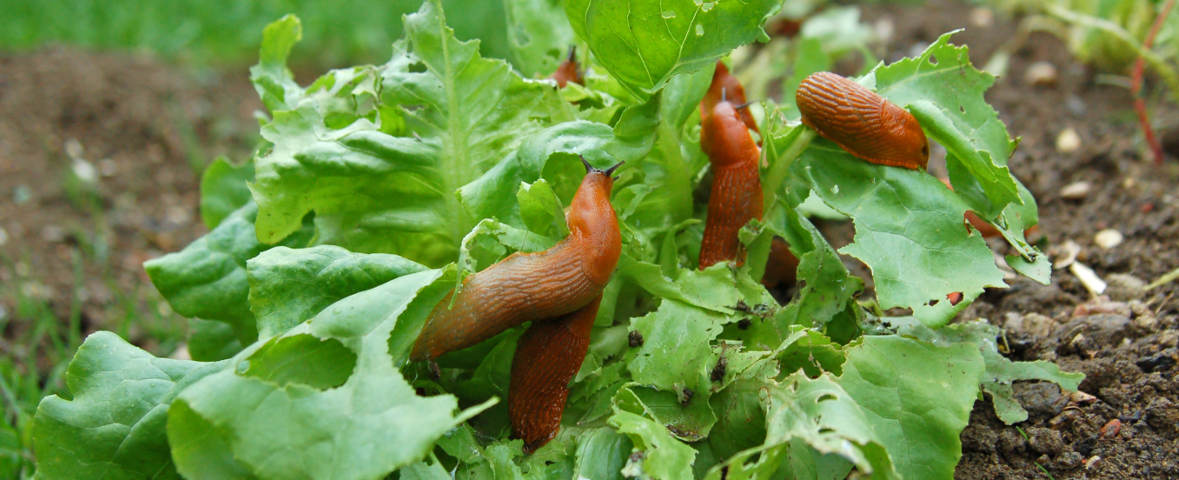 Mehrere rote Nacktschnecken fressen an den zerfressenen Blättern eines Salatkopfes im Gemüsegarten. Die Blätter weisen deutliche Fraßspuren auf