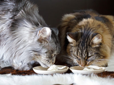 Zwei langhaarige Katzen fressen aus separaten flachen Schalen, die mit einer weißen Substanz gefüllt sind. Die Schalen stehen auf einer weichen Unterlage.