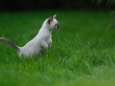 Ein helles Katzenjunges mit dunklen Ohren und Schwanzspitze sitzt aufrecht im grünen Gras und blickt nach rechts.