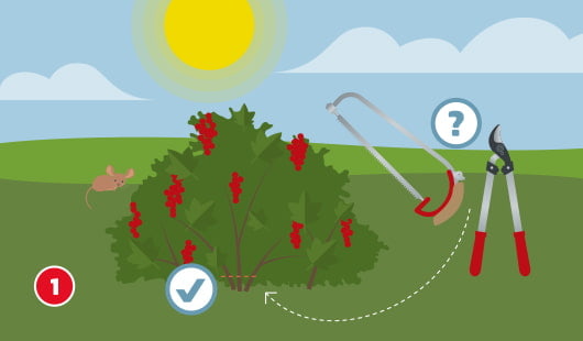 Eine schematische Darstellung zeigt einen Obststrauch mit roten Beeren, bei dem die alten Haupttriebe bodennah entfernt werden. Eine Bügelsäge und eine Astschere stehen als Werkzeuge zur Auswahl, gekennzeichnet durch ein Fragezeichensymbol. Ein Häkchensymbol markiert den richtigen Schnittbereich. Unten links ist ein roter Kreis mit einer weißen 1