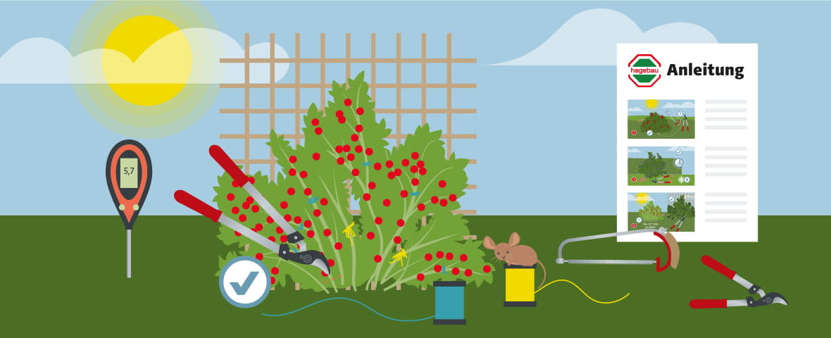 Eine schematische Darstellung zeigt das fachgerechte Schneiden eines beerentragenden Obststrauchs mit verschiedenen Gartenscheren. Im Vordergrund liegt ein pH-Messgerät, daneben sind Drahtspulen, ein Schutz gegen Nagetiere sowie eine Anleitung mit bebilderten Arbeitsschritten zu sehen. Ein Häkchensymbol verweist auf korrektes Werkzeug und Vorgehen
