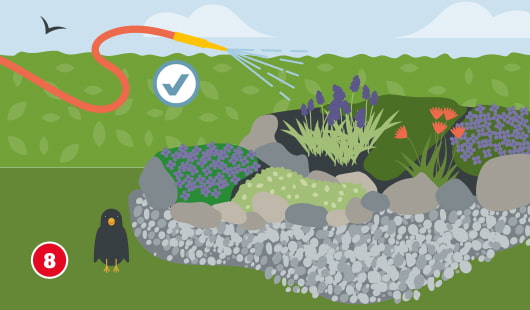 Illustration Schritt 8: Der fertig bepflanzte Steingarten wird mit einem Gartenschlauch vorsichtig gewässert; im Vordergrund eine Amsel, im Beet blühende Stauden wie Lavendel und Nelkenpolster