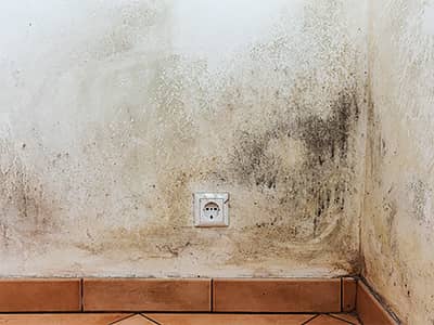 Stark verschimmelte Wand in einem Kellerraum. Die betroffenen Stellen befinden sich rund um eine weiße Steckdose und ziehen sich bis in die rechte Ecke. Der Putz ist verfärbt und an mehreren Stellen von schwarzem Schimmel überzogen. Unten sind braune Bodenfliesen zu sehen