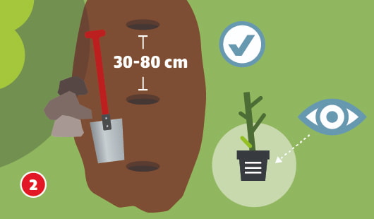 Eine schematische Darstellung zeigt den empfohlenen Pflanzabstand für Rosen. In einem aufgelockerten Pflanzstreifen sind drei kreisrunde Pflanzlöcher in einem Abstand von 30 bis 80 cm angelegt. Eine Schaufel steht im Erdreich, daneben liegen einige Steine. Rechts daneben ist ein Container-Rosenstock mit sichtbarer Veredelungsstelle abgebildet. Symbole mit Häkchen und Auge weisen auf die Beachtung des richtigen Abstands und der Pflanztiefe hin. Unten links ist ein roter Kreis mit einer weißen 2