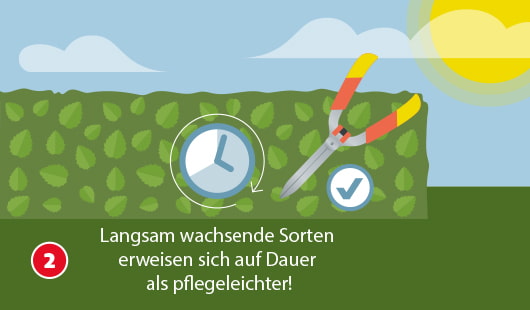 Eine schematische Darstellung zeigt eine dichte grüne Hecke bei Sonnenschein. Eine Heckenschere mit gelb-roten Griffen liegt bereit zum Schneiden, daneben ein Häkchen-Symbol. Ein Uhrensymbol verweist auf das langsame Wachstum. Im unteren Bereich steht der Satz: „Langsam wachsende Sorten erweisen sich auf Dauer als pflegeleichter!“ Unten links ist ein roter Kreis mit einer weißen 2