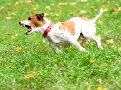 Ein kleiner, weiß-brauner Terrier läuft bellend über eine Wiese mit Herbstlaub.