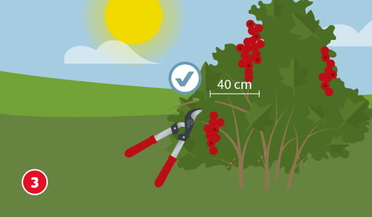 Eine schematische Darstellung zeigt einen Obststrauch mit roten Beeren, dessen Seitentriebe mithilfe einer Astschere auf etwa 40 cm zurückgeschnitten werden. Ein Häkchensymbol markiert die korrekte Schnittlänge. Unten links ist ein roter Kreis mit einer weißen 3
