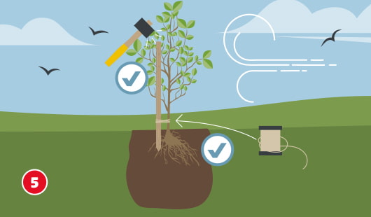 Eine schematische Darstellung zeigt das Einschlagen eines Stützpfahls neben einen frisch gepflanzten Baum. Der Pfahl wird mit einem Hammer fixiert und anschließend mit einem Band am Stamm befestigt, um den jungen Baum vor Wind zu schützen. Häkchensymbole markieren die richtigen Maßnahmen. Unten links ist ein roter Kreis mit einer weißen 5