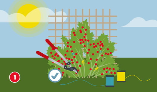 Eine schematische Darstellung zeigt einen Himbeer- oder Brombeerstrauch, bei dem mit einer Astschere Ruten geschnitten werden. Bunte Markierungen an den Ruten helfen, einjährige und zweijährige Triebe zu unterscheiden. Im Vordergrund sind Drahtspulen für die spätere Befestigung zu sehen. Ein Häkchensymbol verweist auf den korrekten Rückschnitt. Unten links ist ein roter Kreis mit einer weißen 1