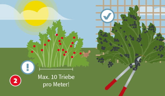 Eine schematische Darstellung zeigt zwei Beerensorten-Sträucher. Links werden fruchttragende Triebe bodennah entfernt, wobei ein Ausrufezeichensymbol auf die Begrenzung von maximal zehn Jungtrieben pro Meter hinweist. Rechts wird ein korrekt ausgelichteter Strauch mit Häkchensymbol dargestellt. Unten links ist ein roter Kreis mit einer weißen 2