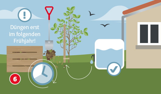 Eine schematische Darstellung zeigt einen frisch gepflanzten Obstbaum, der mit Wasser aus einer Regentonne gegossen wird. Ein Ausrufezeichensymbol neben einem Komposthaufen weist darauf hin, dass erst im folgenden Frühjahr gedüngt werden soll. Ein Uhrensymbol betont den richtigen Zeitpunkt für die Nährstoffversorgung. Unten links ist ein roter Kreis mit einer weißen 6