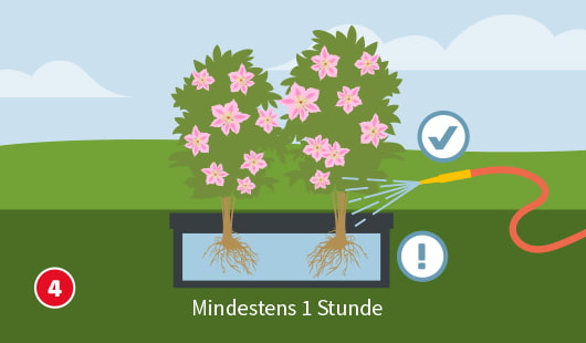 Illustration Schritt 4: Zwei blühende Kletterpflanzen stehen in einem Wasserbad – ihre Wurzelballen werden für mindestens eine Stunde gewässert; daneben ein Gartenschlauch und ein Hinweiszeichen