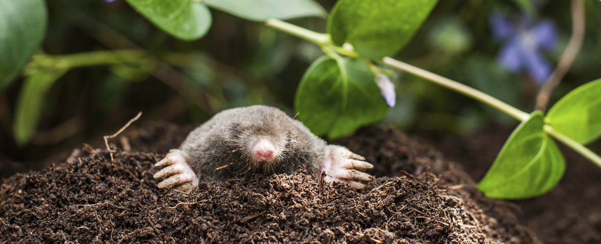 Ein Maulwurf schaut aus einem frisch aufgeworfenen Erdhügel im Garten heraus. Umgeben ist das Tier von grünem Blattwerk und feuchter, lockerer Erde