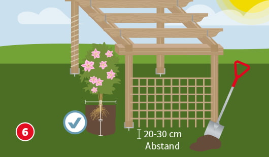 Illustration Schritt 6: Eine blühende Kletterpflanze wird mit etwa 20–30 cm Abstand zur Pergola ins Pflanzloch gesetzt; daneben ein Spaten und ein Rankgitter an der Pergola