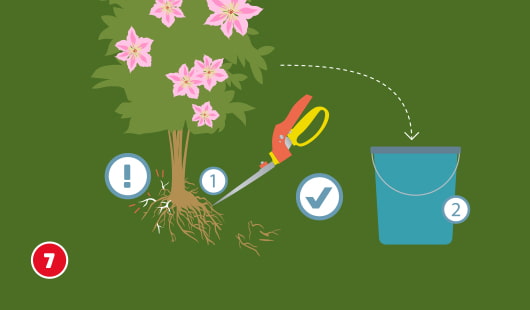 Illustration Schritt 7: Eine Wurzel einer Kletterpflanze wird mit einer Gartenschere leicht eingekürzt; lange, beschädigte Wurzelteile sollen entfernt werden (!); das abgeschnittene Material wird im Eimer (2) gesammelt