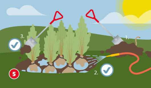 Eine schematische Darstellung zeigt das vorläufige Einpflanzen von Heckenpflanzen mit Wurzelballen zur Zwischenlagerung. In drei Schritten werden Pflanzgräben ausgehoben (1), die Ballen gewässert (2) und anschließend mit Erde abgedeckt (3). Mehrere Schaufeln und Häkchen-Symbole markieren die richtige Vorgehensweise. Unten links ist ein roter Kreis mit einer weißen 5