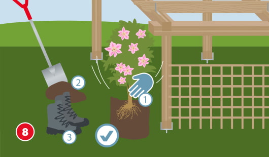 Illustration Schritt 8: Die vorbereitete Pflanze wird vorsichtig in das Pflanzloch gesetzt, anschließend mit Erde aufgefüllt und leicht festgetreten – idealerweise mit stabilem Schuhwerk; daneben Spaten und Pergola mit Rankhilfe