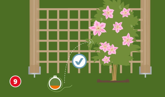 Illustration Schritt 9: Die frisch gesetzte Kletterpflanze wird am Rankgitter der Pergola locker angebunden; eine Garnrolle mit Pflanzenbindfaden liegt daneben