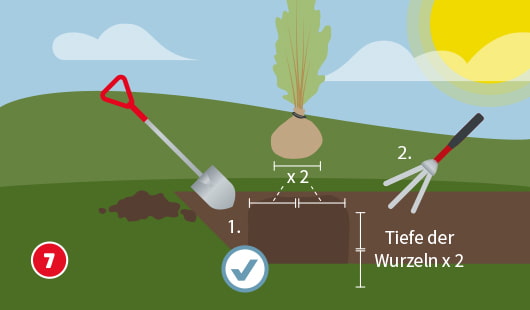Eine schematische Darstellung zeigt das Ausheben eines Pflanzgrabens für eine Heckenpflanze mit Wurzelballen. Der Graben soll doppelt so tief und doppelt so breit wie der Wurzelballen sein. Schritt 1 zeigt das Ausheben mit dem Spaten, Schritt 2 das Lockern des Bodens mit einer Harke. Ein Häkchen-Symbol bestätigt die richtige Vorgehensweise. Unten links ist ein roter Kreis mit einer weißen 7