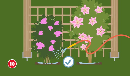 Illustration Schritt 10: Zwei Kletterpflanzen – eine Rose und eine Clematis – sind an einem Rankgitter befestigt und werden mit einem Gartenschlauch gründlich gegossen; rund um die Pflanzen ist eine Gießmulde angelegt