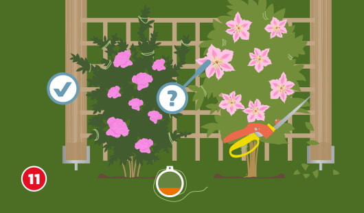 Illustration Schritt 11: Zwei Kletterpflanzen an einem Rankgitter – links eine Rose, rechts eine Clematis mit Fragezeichen und Schere, die einen Pflegeschnitt andeutet; unten ein Pflanzenbindfaden zur Unterstützung
