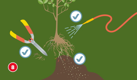 Eine schematische Darstellung zeigt die Vorbereitung einer Pflanze mit freiliegenden Wurzeln vor dem Einsetzen. Mit einer Gartenschere werden abgestorbene Wurzelteile entfernt, daneben liegen kleine Schnittreste. Der Boden wurde leicht aufgeschüttet und mit einem Gartenschlauch befeuchtet. Drei Häkchen-Symbole markieren die korrekte Ausführung der einzelnen Schritte. Unten links ist ein roter Kreis mit einer weißen 8