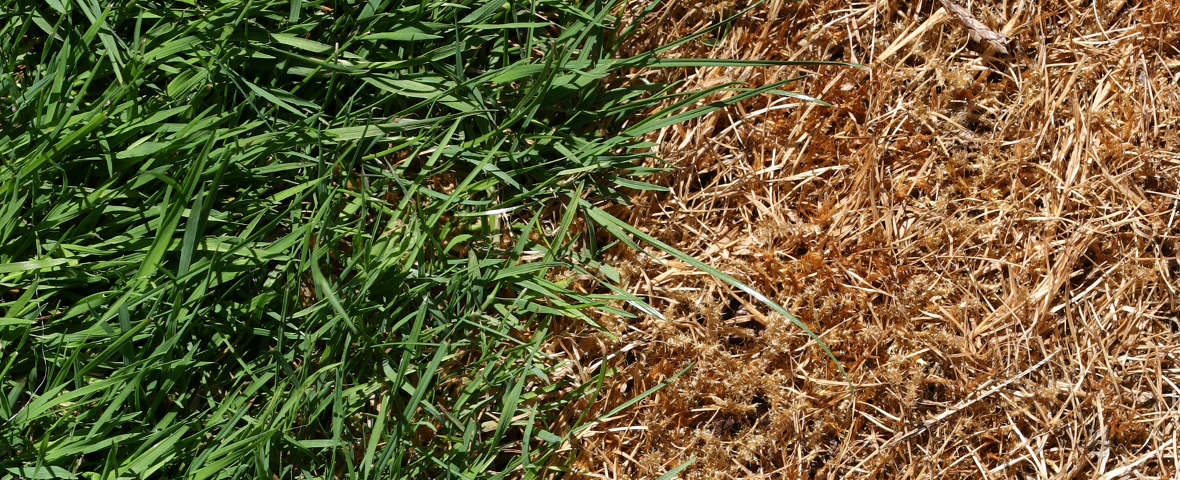 Ein deutlich sichtbarer Übergang zwischen gesundem, grünem Rasen und trockenem, braunem Gras, das von einer Rasenkrankheit befallen ist
