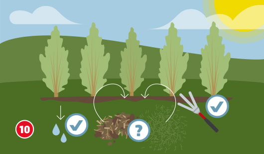 Eine schematische Darstellung zeigt frisch gepflanzte Heckensträucher, deren Bodenbereich gemulcht wird. Wassertröpfchen und ein Häkchen-Symbol markieren die vorherige Wässerung. In der Mitte liegen Mulchmaterialien und Rasenschnitt, daneben ein Fragezeichen-Symbol zur Materialauswahl. Ein Rechen und ein weiteres Häkchen-Symbol zeigen das gleichmäßige Verteilen des Mulchs. Unten links ist ein roter Kreis mit einer weißen 10