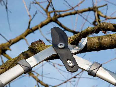 Astschere schneidet einen Ast an einem Baum.