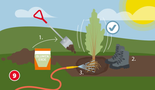 Eine schematische Darstellung zeigt das Einpflanzen einer Heckenpflanze in drei Schritten: (1) Mutterboden und Blumenerde werden in das Pflanzloch gefüllt, (2) der Boden wird mit festem Tritt angedrückt, (3) anschließend gründlich mit einem Gartenschlauch gewässert. Ein Häkchen-Symbol bestätigt die korrekte Durchführung. Unten links ist ein roter Kreis mit einer weißen 9