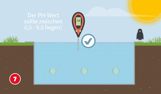 Illustration eines Pools mit eingesetztem digitalen Messgerät, das einen pH-Wert von 7,8 anzeigt. Ein Häkchen markiert den Wert als korrekt. Der Hinweistext lautet: „Der pH-Wert sollte zwischen 6,5 – 9,5 liegen!“