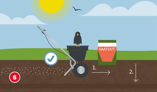 Eine schematische Darstellung zeigt die Aussaat von Rasensamen mit einem Streuwagen. Das Saatgut wird gleichmäßig auf der Bodenfläche verteilt, daneben steht ein Sack mit der Aufschrift „Saatgut“. Ein schwarzer Vogel sitzt auf dem Streuwagen. Die Schritte sind nummeriert: „1.“ für das Ausbringen der Samen, „2.“ für das anschließende Andrücken. Ein Häkchen-Symbol bestätigt die korrekte Vorgehensweise. Unten links ist ein roter Kreis mit einer weißen 6