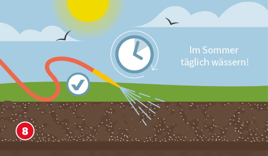 Eine schematische Darstellung zeigt das tägliche Bewässern einer frisch eingesäten Rasenfläche im Sommer. Ein Gartenschlauch verteilt Wasser gleichmäßig über die Bodenoberfläche. Darüber ist ein Uhrensymbol mit Pfeil sowie der Hinweis „Im Sommer täglich wässern!“ zu sehen. Ein Häkchen-Symbol bestätigt die richtige Pflege. Unten links ist ein roter Kreis mit einer weißen 8