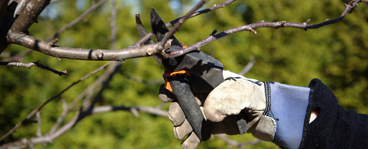 Eine Person mit Handschuhen schneidet mit einer Gartenschere einen kahlen Ast an einem Obstbaum zurück