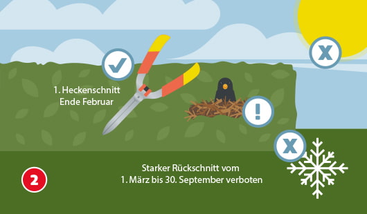 Eine schematische Darstellung zeigt eine Hecke mit Heckenschere und einem Vogel im Nest. Ein Häkchensymbol markiert den ersten Heckenschnitt Ende Februar, ein Ausrufezeichensymbol weist auf den Vogelschutz hin. Schneeflocke und Sonne mit X-Symbolen verdeutlichen, dass starker Rückschnitt zwischen 1. März und 30. September verboten ist. Unten links ist ein roter Kreis mit einer weißen 2