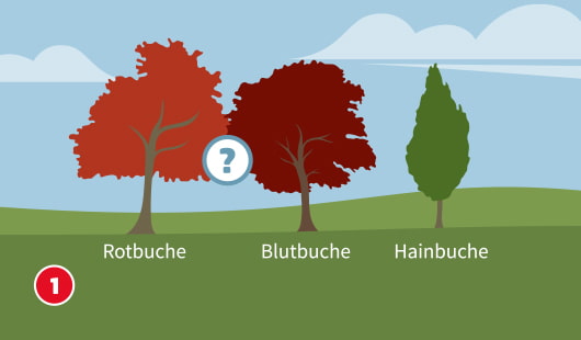 Eine schematische Darstellung zeigt drei verschiedene Buchenarten in einer Landschaft: Rotbuche, Blutbuche und Hainbuche. Ein Fragezeichensymbol zwischen Rot- und Blutbuche weist auf die Unterscheidung der Sorten hin. Unten links ist ein roter Kreis mit einer weißen 1