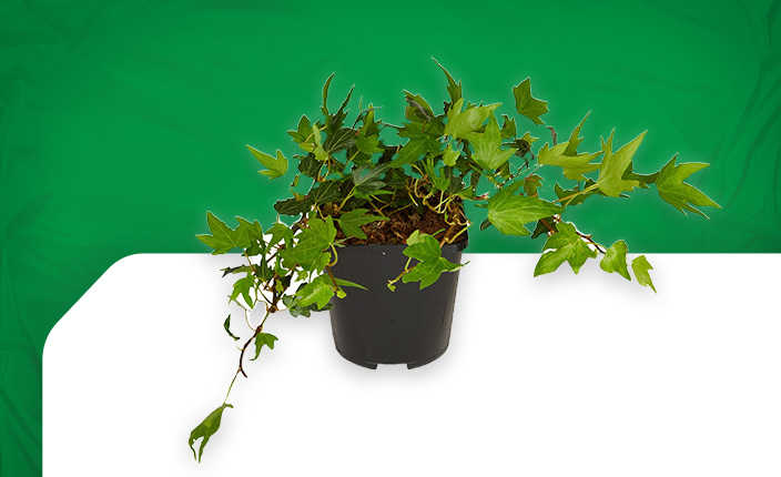 Abbildung von einer Bodendecker Pflanze